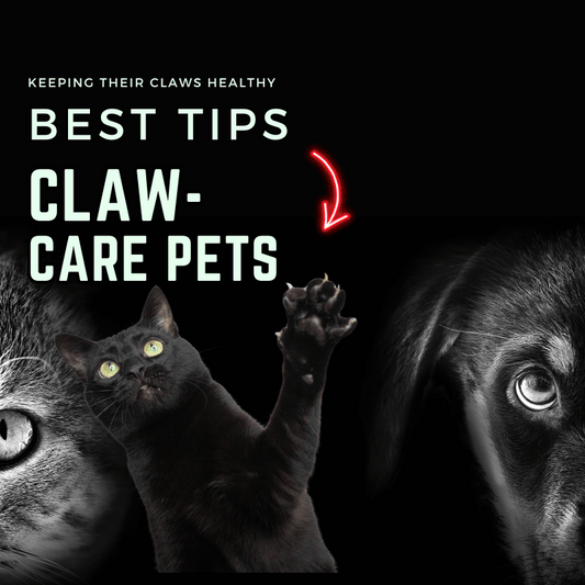Best Tips for Claw Care in Pets: Keeping Their Claws Healthy